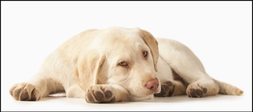 Studio portrait of Yellow Labrador Retriever. Photo : Mike Kemp