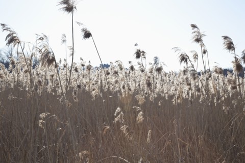 USA, Massachusetts, Boston, winter grass. Photo : Johannes Kroemer