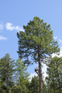 USA, Montana, Lakeside, low angle view of lumberjack clambering tree. Photo : Noah Clayton