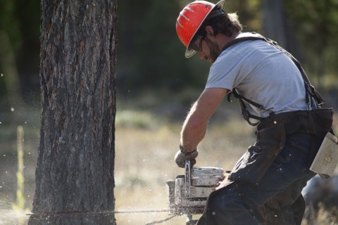 USA, Montana, Lakeside, lumberjack felling tree. Photo : Noah Clayton