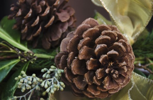 Close-up of pine cone.