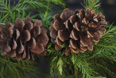 Close-up of pine cone.