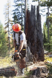 USA, Montana, Lakeside, lumberjack felling tree. Photo : Noah Clayton