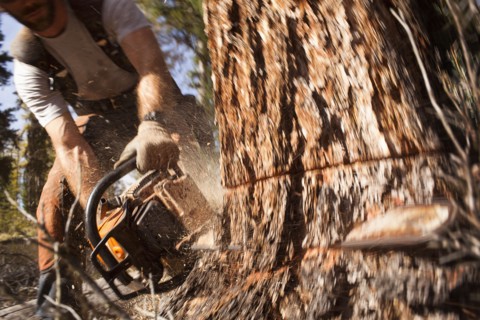 USA, Montana, Lakeside, lumberjack felling tree. Photo : Noah Clayton