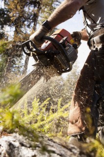 USA, Montana, Lakeside, lumberjack felling tree. Photo : Noah Clayton