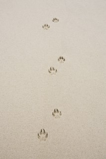 Dog's track on sand. Photo : Chris Hackett
