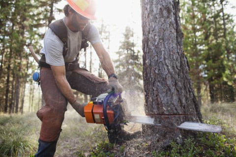 USA, Montana, Lakeside, lumberjack felling tree. Photo : Noah Clayton