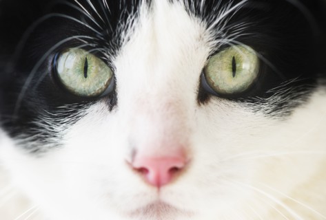 Domestic cat portrait.
