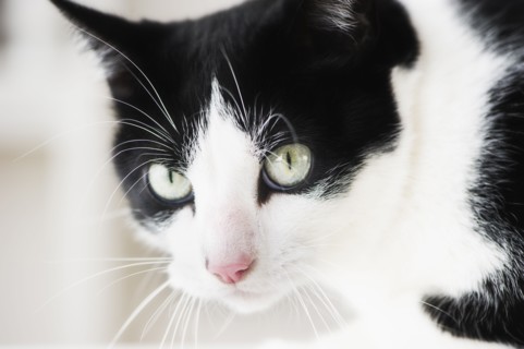 Close-up of cat.