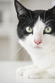 Close-up of cat.
