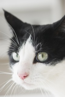 Close-up of cat.