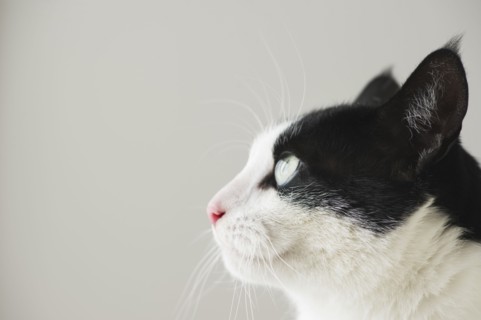 Close-up of cat.