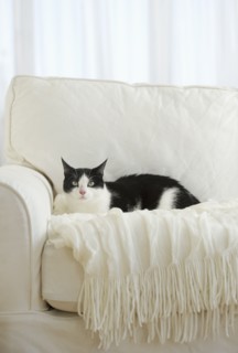 Cat on chair.
