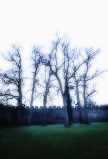 United Kingdom, Bristol, Trees by castle wall.