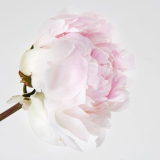 Peony flower in bloom. Photo : Joe Clark