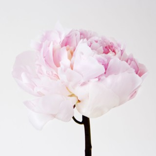 Peony flower in bloom. Photo : Joe Clark