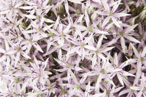 Onion flower in bloom. Photo : Joe Clark