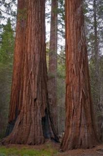 USA, California, close up of Sequoias. Photo : Gary Weathers