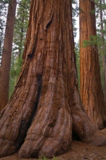 USA, California, close up of Sequoias. Photo : Gary Weathers