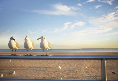 USA, New York City, Coney Island, three seagulls perched on railing. Photo : Shawn O'Connor