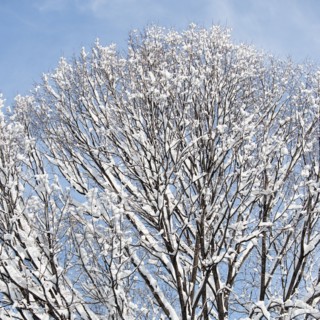 USA, New York, New York City, tree branches covered with snow against blue sky.