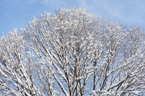 USA, New York, New York City, tree branches covered with snow against blue sky.