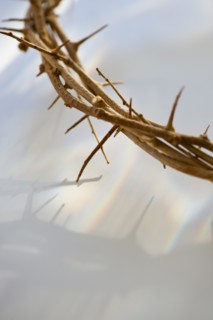 Studio shot of crown of thorns, close-up.