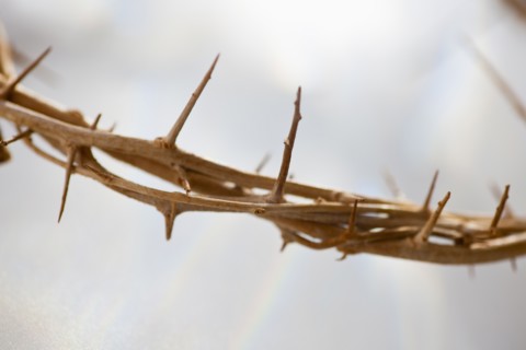 Studio shot of crown of thorns, close-up.