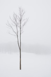 USA, New Jersey, Lonely tree in winter scenery. Photo : Chris Hackett