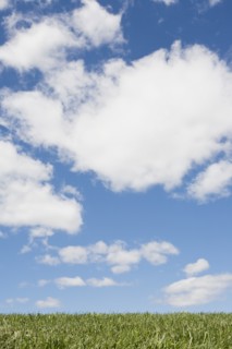 USA, New Jersey, Idyllic scene with white clouds and green grass. Photo: Chris Hackett