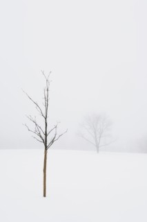 USA, New Jersey, Lonely tree in winter scenery. Photo : Chris Hackett