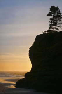 Pine tree on top of cliff at sunset. Photo : Gary Weathers