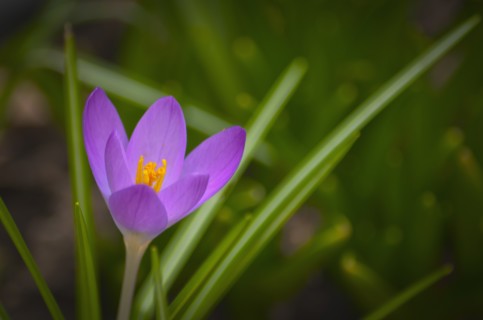 Oregon, Close-up of purple Crocus growing on field. Photo: Gary Weathers