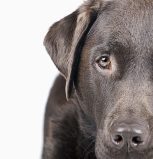 Studio portrait of dog. Photo : Justin Paget