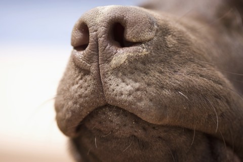 Close-up of chocolate labrador nose. Photo : Justin Paget