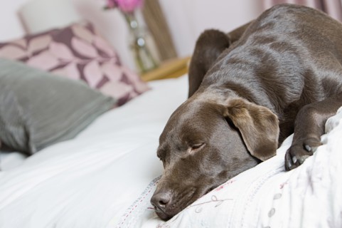 Chocolate labrador sleeping on bed. Photo : Justin Paget