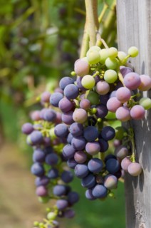 USA, Vermont, Woodstock, Bunch of unripe grapes. Photo : Antonio M. Rosario