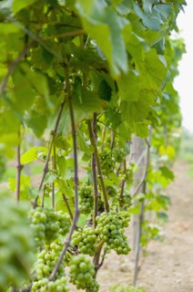 USA, Vermont, Woodstock, Grapes growing in vineyard. Photo : Antonio M. Rosario
