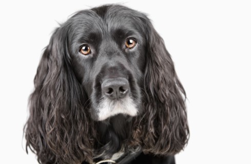 Studio portrait of cocker spaniel. Photo: Justin Paget