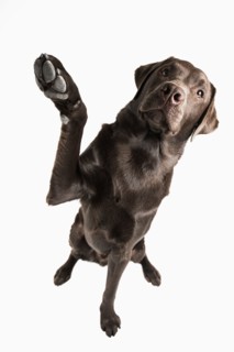 Studio portrait of Chocolate Labrador. Photo: Justin Paget