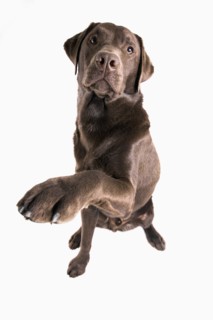 Labrador Retriever Giving a High Five