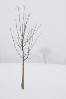 USA, New Jersey, Lonely tree in winter scenery. Photo : Chris Hackett