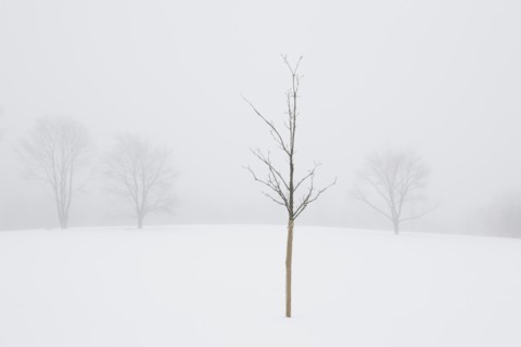 USA, New Jersey, Lonely tree in winter scenery. Photo : Chris Hackett