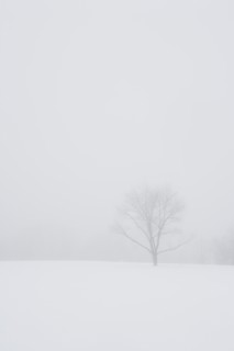 USA, New Jersey, Lonely tree in winter scenery. Photo : Chris Hackett