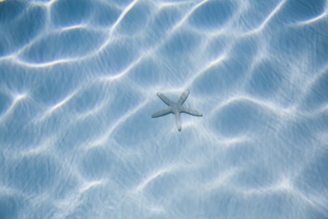 Rippled blue water with starfish. Photo : Kristin Lee