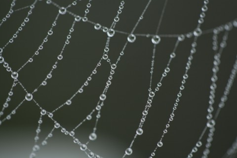 Extreme close-up of spider web with dew. Photo : Kristin Lee