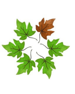 Green leaves with one brown on white background. Photo : David Arky