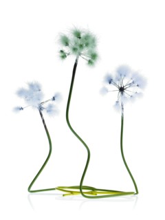 Three Dandelion stems on white background. Photo : David Arky