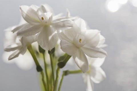Close-up view of white flowers. Photo : Kristin Lee