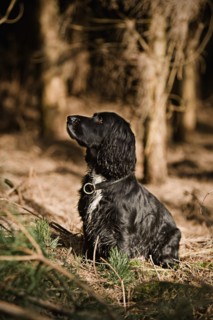 Proud English Cocker Spaniel in the Countryside